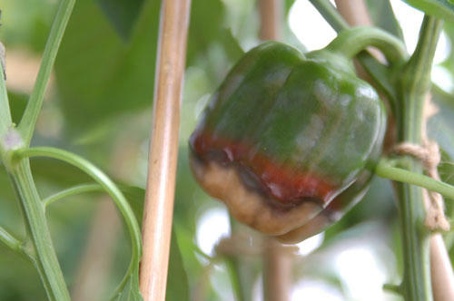 ベランダ菜園 