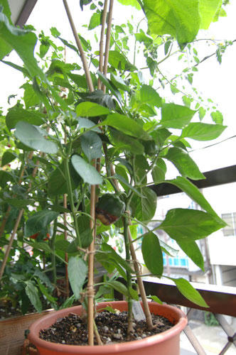 ベランダ菜園 