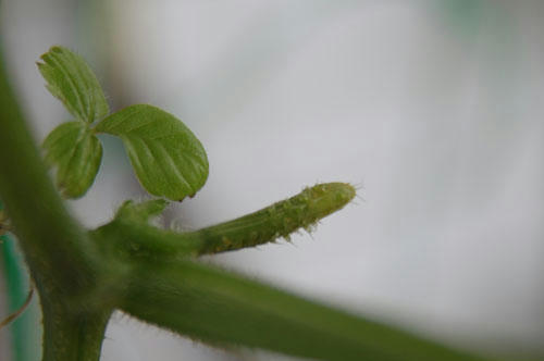 ベランダ菜園 