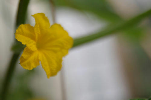 ベランダ菜園 