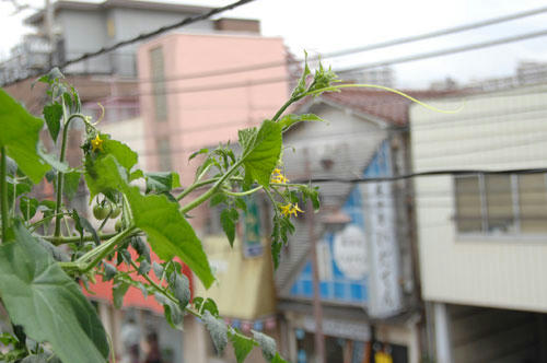 ベランダ菜園 