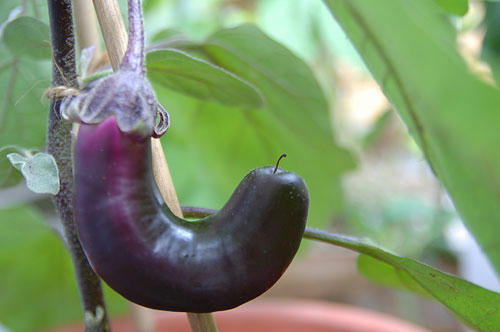 ベランダ菜園 