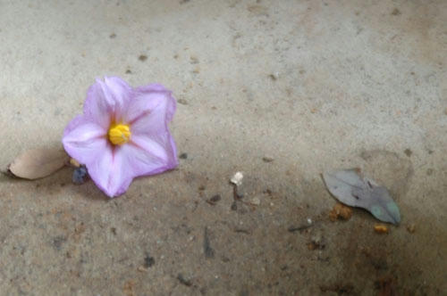 ベランダ菜園 