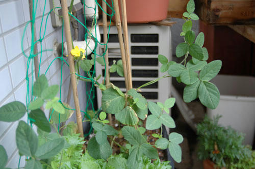 ベランダ菜園 