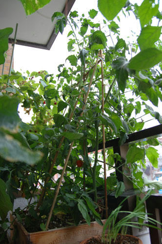 ベランダ菜園 