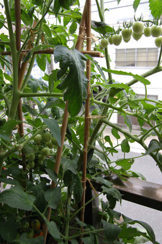 ベランダ菜園 