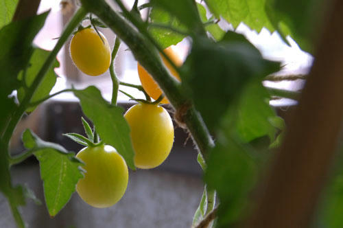 ベランダ菜園 