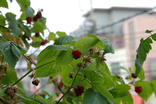 ベランダ菜園 