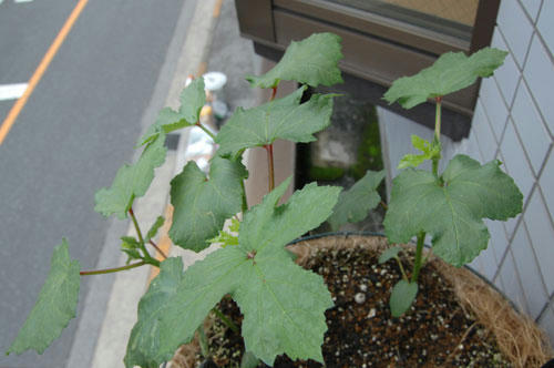 ベランダ菜園 