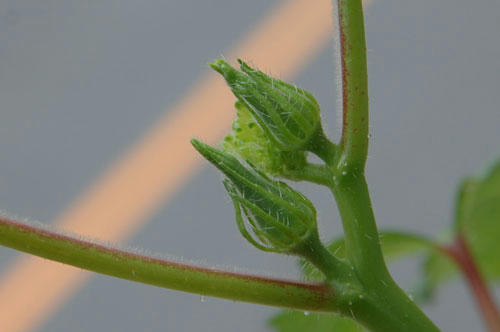 ベランダ菜園 
