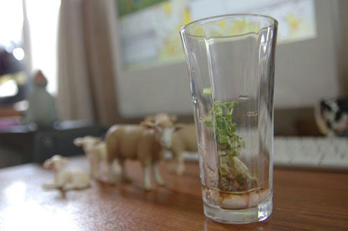 ベランダ菜園 