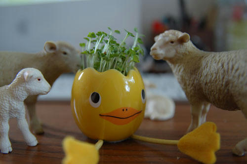ベランダ菜園 