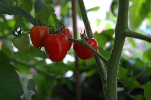 ベランダ菜園 