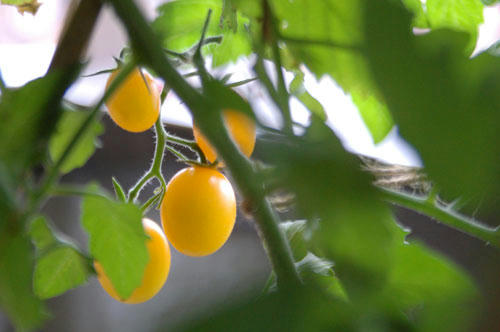 ベランダ菜園 