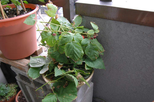 ベランダ菜園 