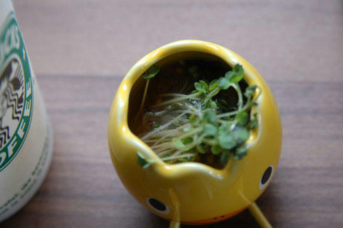 ベランダ菜園 