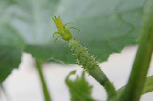 ベランダ菜園 