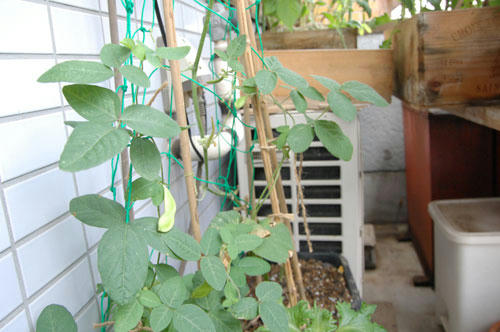 ベランダ菜園 