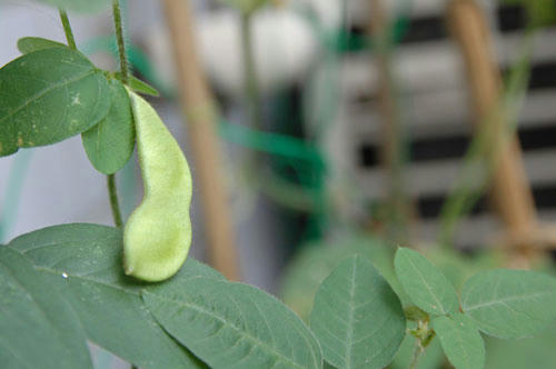 ベランダ菜園 