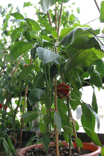 ベランダ菜園 