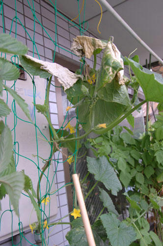 ベランダ菜園 