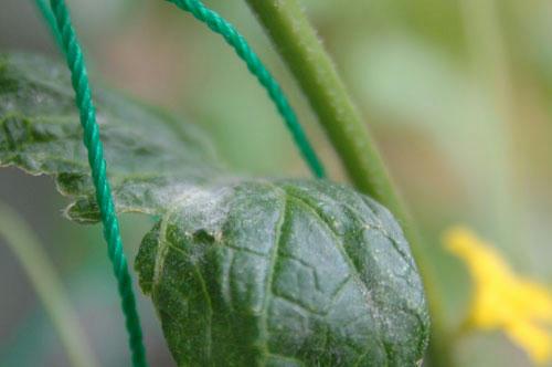 ベランダ菜園 