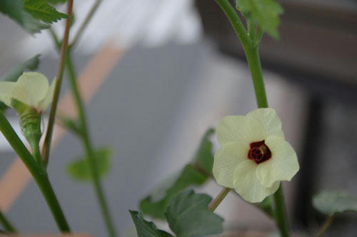 ベランダ菜園 