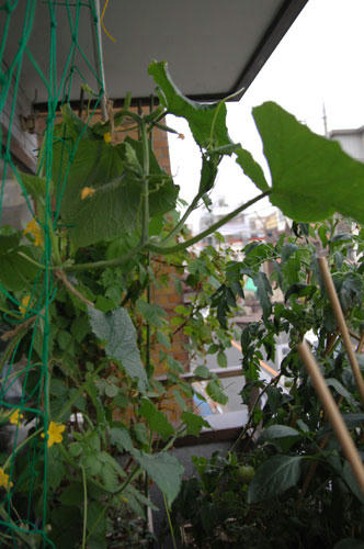 ベランダ菜園 