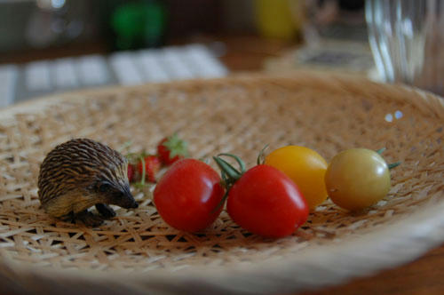 ベランダ菜園 