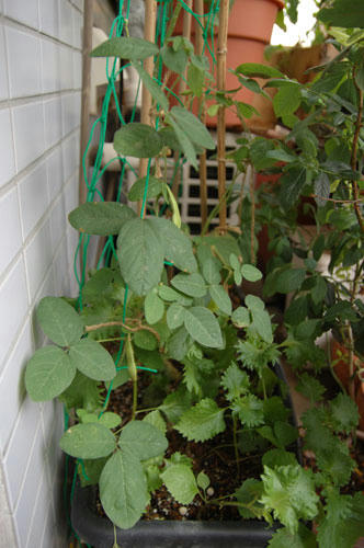 ベランダ菜園 
