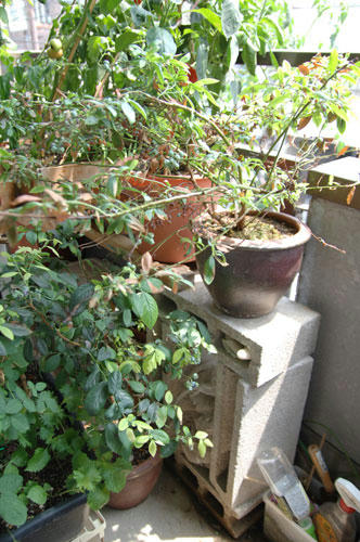 ベランダ菜園 