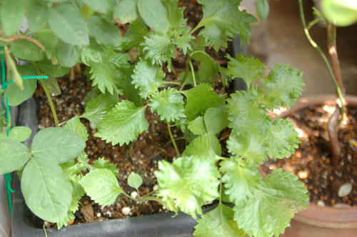 ベランダ菜園 