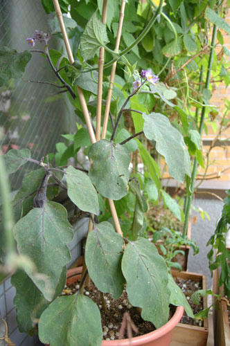 ベランダ菜園 