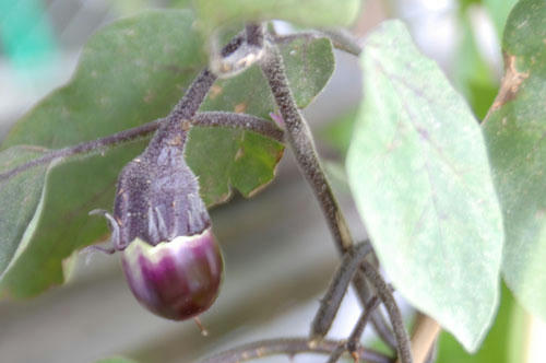 ベランダ菜園 