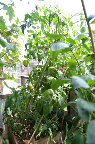 ベランダ菜園 