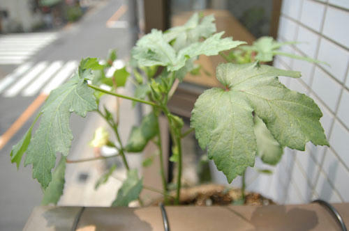 ベランダ菜園 