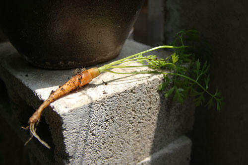 ベランダ菜園 