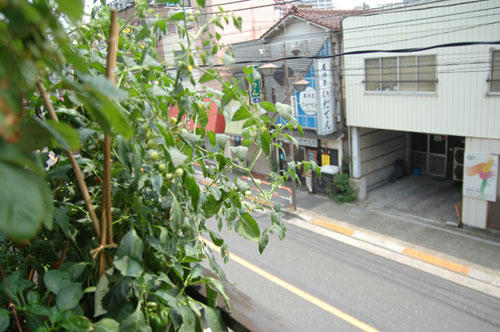 ベランダ菜園 