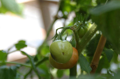 ベランダ菜園 