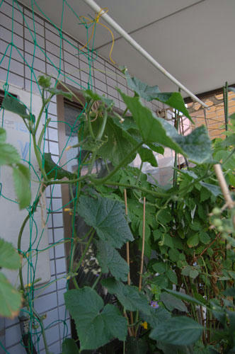 ベランダ菜園 