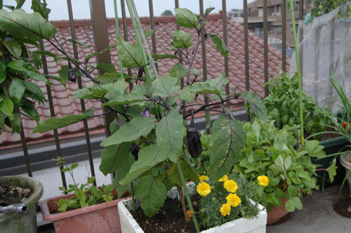 ベランダ菜園 