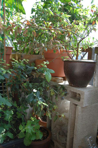 ベランダ菜園 