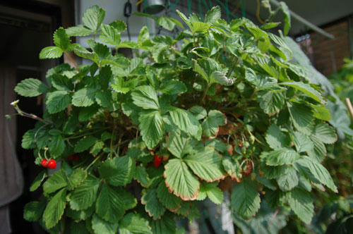ベランダ菜園 