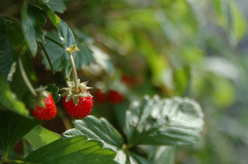 ベランダ菜園 