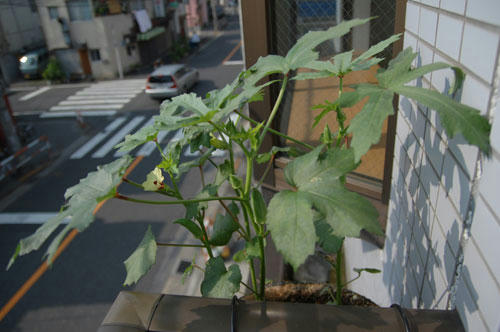 ベランダ菜園 