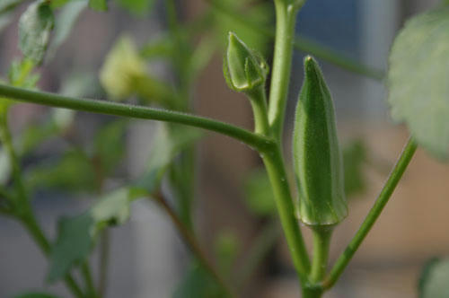 ベランダ菜園 