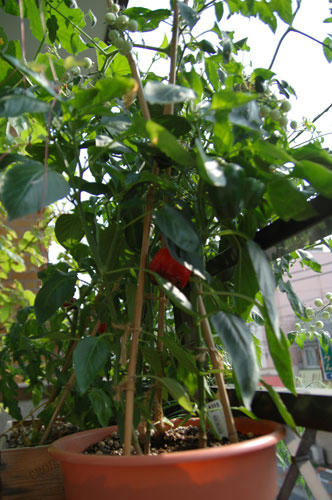 ベランダ菜園 