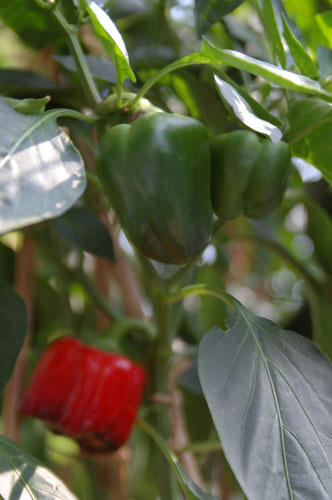 ベランダ菜園 