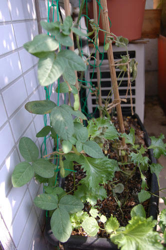 ベランダ菜園 