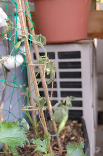 ベランダ菜園 